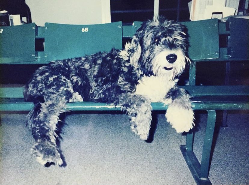 BillieJeanKing's tweet photo. My dog Lucy loved to smile, as she's doing here on top of this 1922 bench from Centre Court @Wimbledon, a gift from @HBO. 

I miss her. ❤️

#NationalDogDay https://t.co/jf1Lrb4e7o