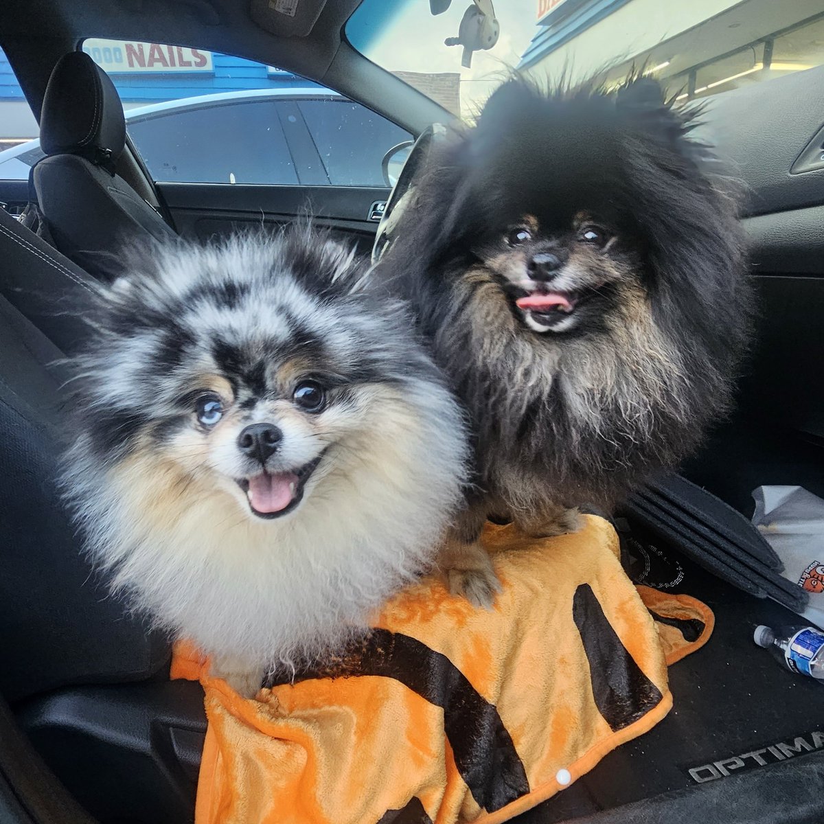 CHAUmanderp's tweet photo. Happy #NationalDogDay 🥳

Gonna spend the day in bed with Smokey and Hennessy watching trashy TV 🥹😊😃 https://t.co/qCXwgEgEc5