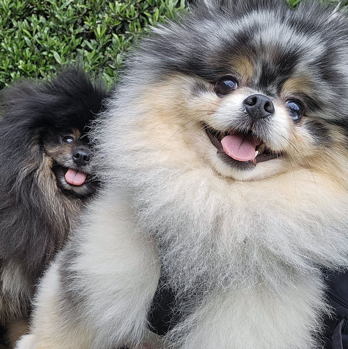 CHAUmanderp's tweet photo. Happy #NationalDogDay 🥳

Gonna spend the day in bed with Smokey and Hennessy watching trashy TV 🥹😊😃 https://t.co/qCXwgEgEc5