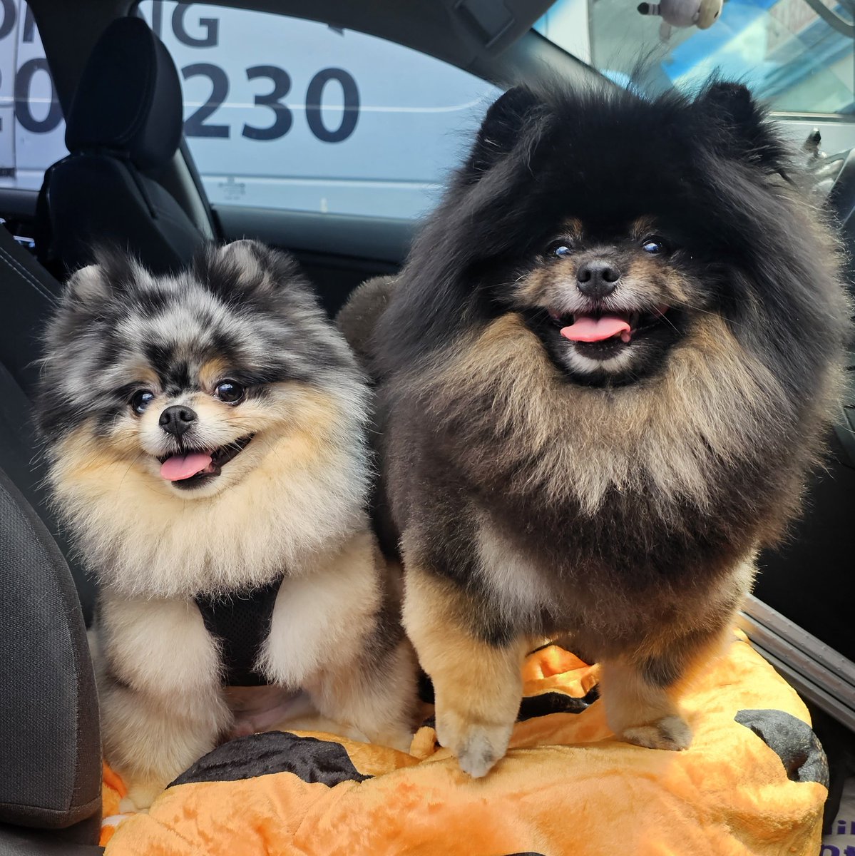 CHAUmanderp's tweet photo. Happy #NationalDogDay 🥳

Gonna spend the day in bed with Smokey and Hennessy watching trashy TV 🥹😊😃 https://t.co/qCXwgEgEc5