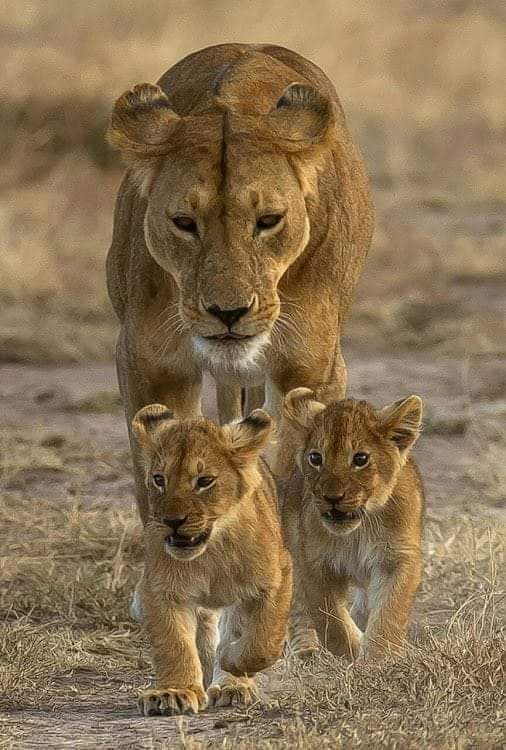 strevisani57's tweet photo. "Non si crescono i figli pretendendo che seguano le nostre orme. Si crescono seguendoli mentre costruiscono le loro." https://t.co/ILpgp93q1b