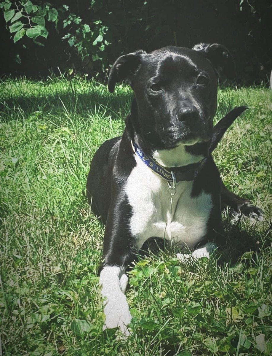 LVEschreiber's tweet photo. Happy National Dog Day to the sweetest boy around! https://t.co/o8bga6JYNb