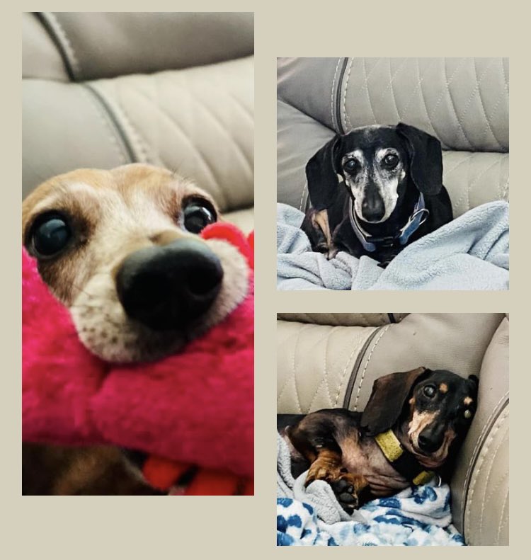 Go_McGuire's tweet photo. Happy National Dog Day!
🧡🧡🐶🐶🐶🧡🧡 NextHome Coast2Coast
https://t.co/G3WC9EM5ih #getusedtoawesome
#NextHome #NextHomeCoast2Coast 
#HumansOverHouses 
#swflorida #rocklandmaine 
#newlisting #sellmyhome #buyahouse #sellahouse #realtor #bestrealtor #invest #rentals https://t.co/GOcM7D6T58