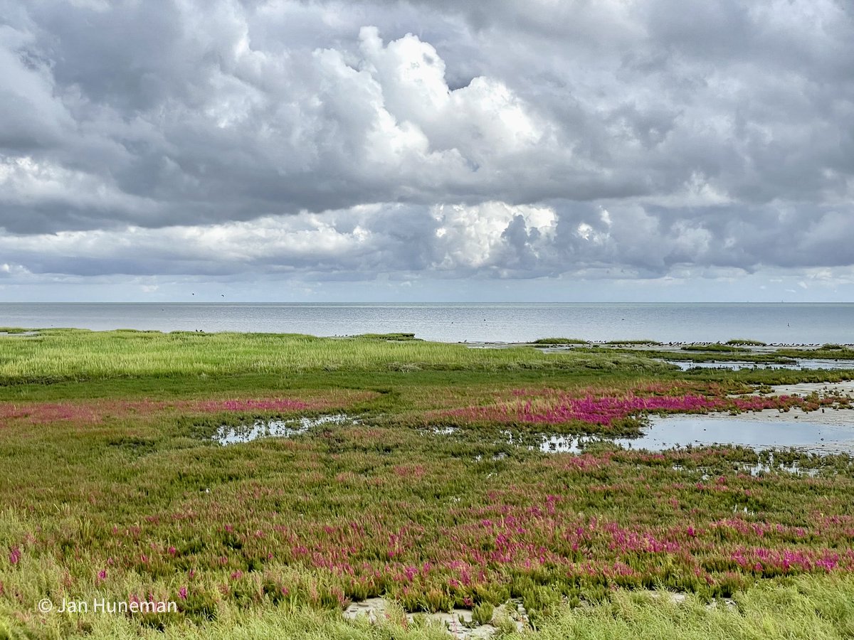 JanHuneman's tweet photo. De kwelders van Striep op Terschelling https://t.co/ape98CebX2