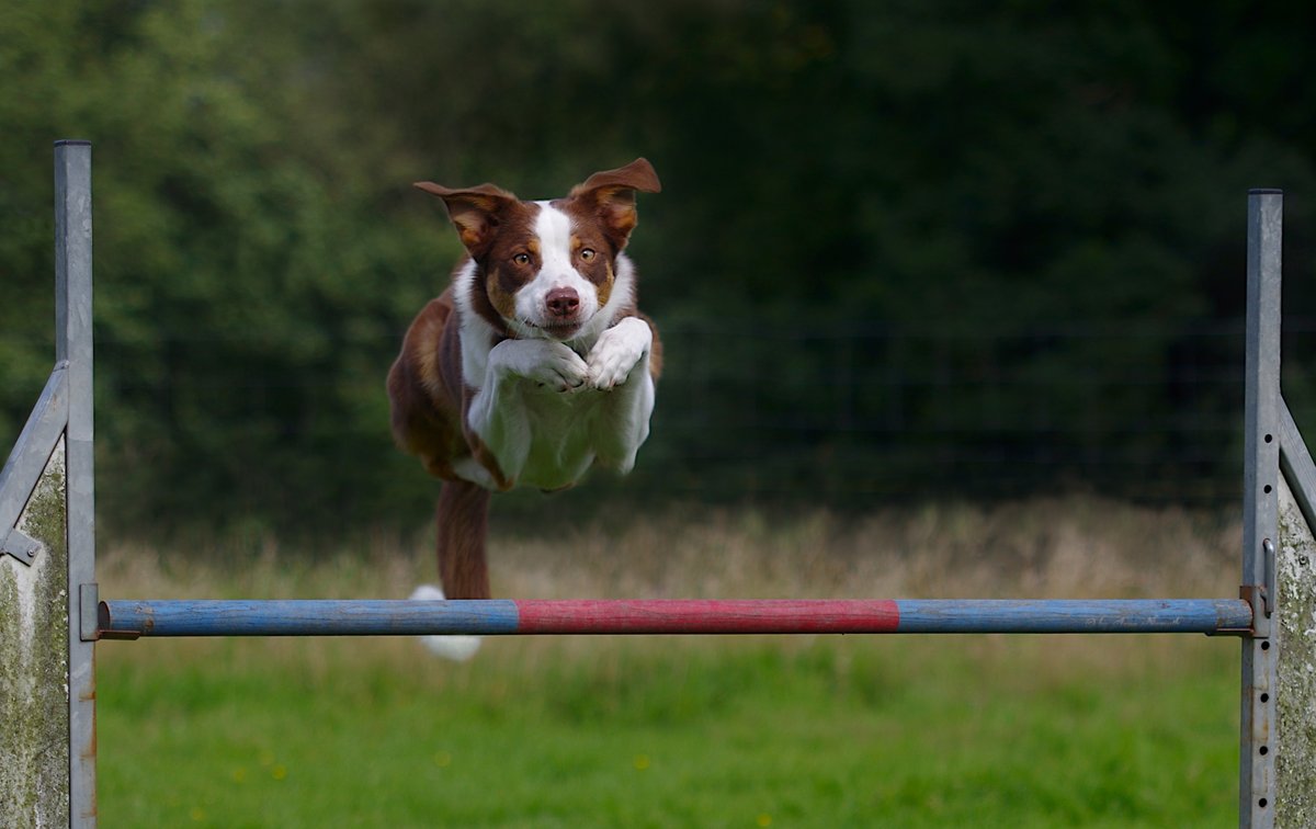 AMY_WORDS's tweet photo. Vorbereitungen zum 1. Internationalen Schwebecontest laufen...
#Dogs #AgainstAllGravity #Agility #Music #NOSE https://t.co/koQHeO3fEA