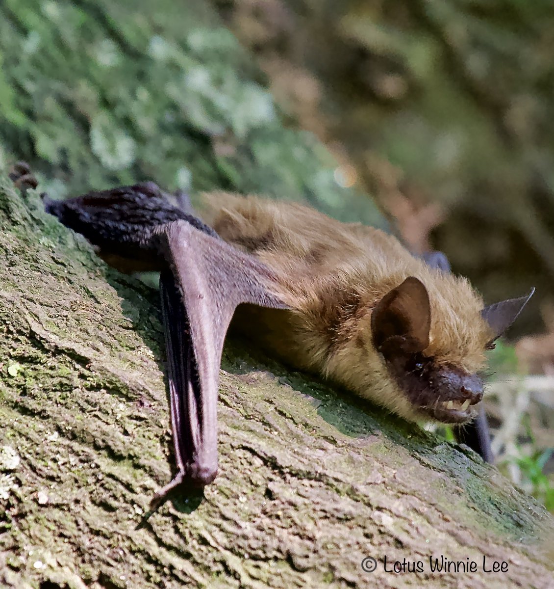 lotuswinnielee's tweet photo. A cute little Eastern Red Bat flew around The Pool @CentralParkNYC & landed at the bottom of a tree the past Sunday, then flew around The Pool again. That was repeated several times. 🦇🤎 #easternredbat #bat #wildlife https://t.co/4MmtYFbXv3