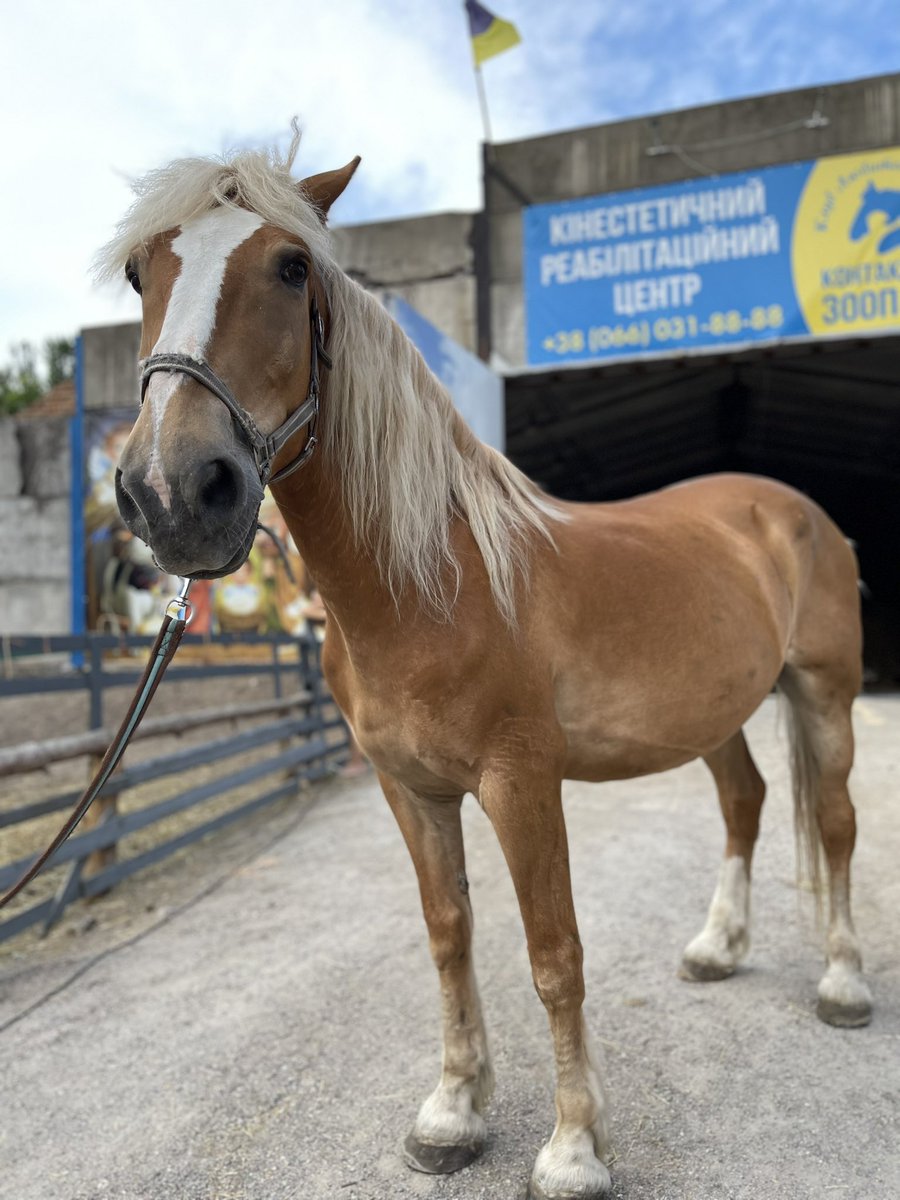 pashington_'s tweet photo. Fundraising for the hippotherapy center🐴
Friends, now there is not enough truck to deliver food and service the center! 
Missing $2000 ❗️
PayPal: litvinpavel72@gmail.com 🙏 https://t.co/Wt7VgBup20