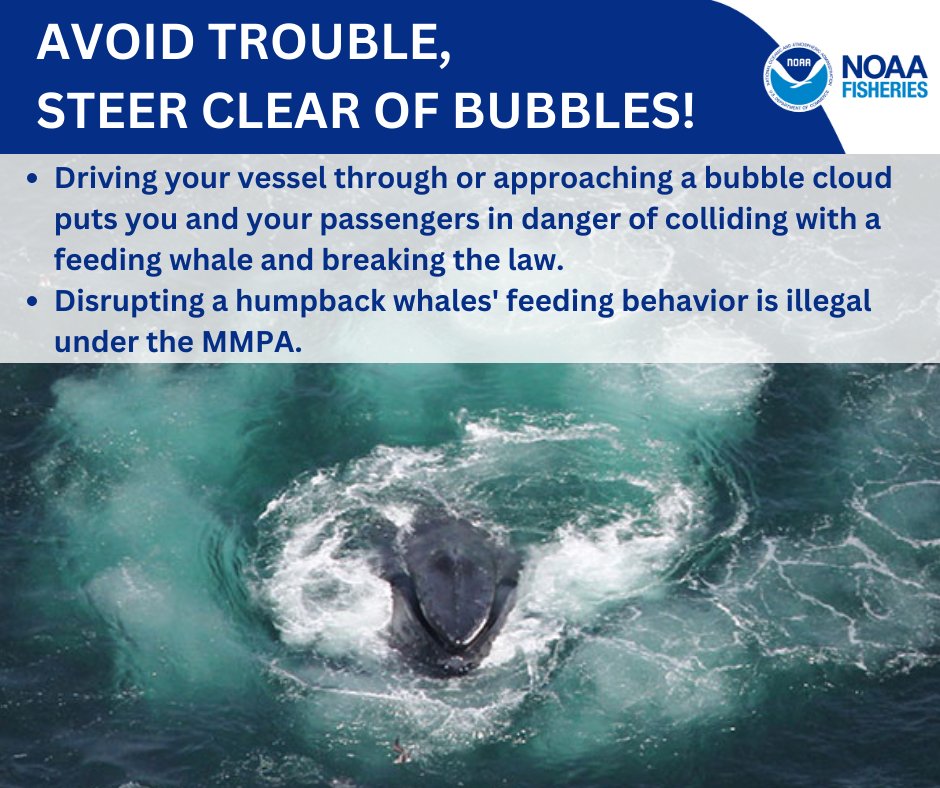 We have received reports of tuna fishermen trolling their gear too close to humpback whales. This can/has resulted in injuries to the whales &amp; people. If you witness dangerous/questionable behavior call NOAA Fisheries' Enforcement Hotline at 800-853-1964; ow.ly/ApcV50PE5FN