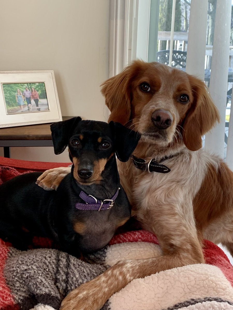 MtAlbertScott's tweet image. Happy International Dog Day.  These two fur-balls always put a grin on my face.   #InternationalDogDay