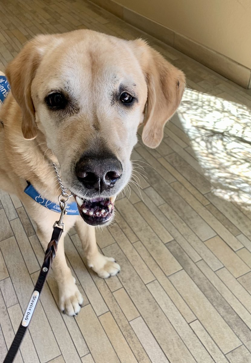 CanineOrgDog's tweet photo. @canineorg Service Dog Cassius says hi (or, plz let me hold the thing!) #NationalDogDay https://t.co/p1Nq6xZwXZ
