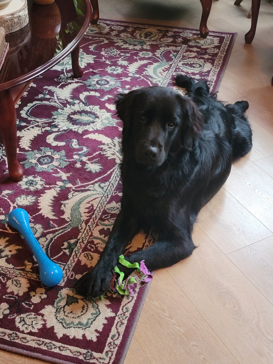 morpie00's tweet photo. @SarahBrightman Playing with my lovely dog Jack 🥰 https://t.co/WXpDg9gApH