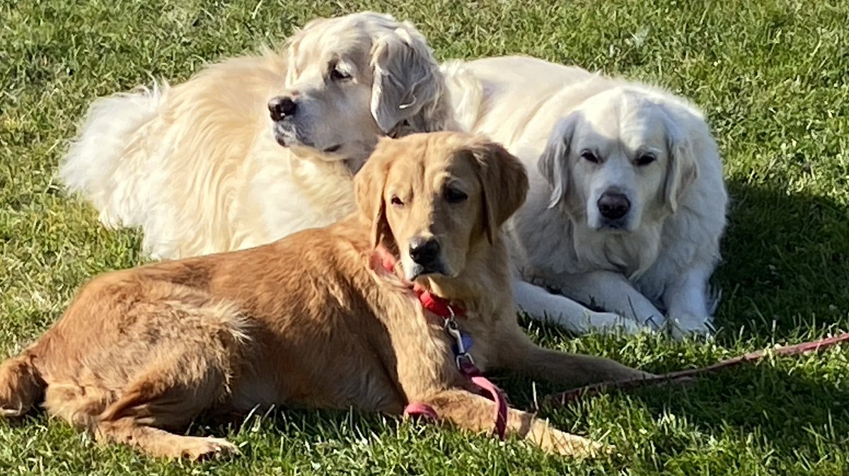 Happy International Dog Day, from Pipi (Blondie), Base Drum (Bailey) and Little C (Cairo - Maple 3766)!!  

#internationaldogday