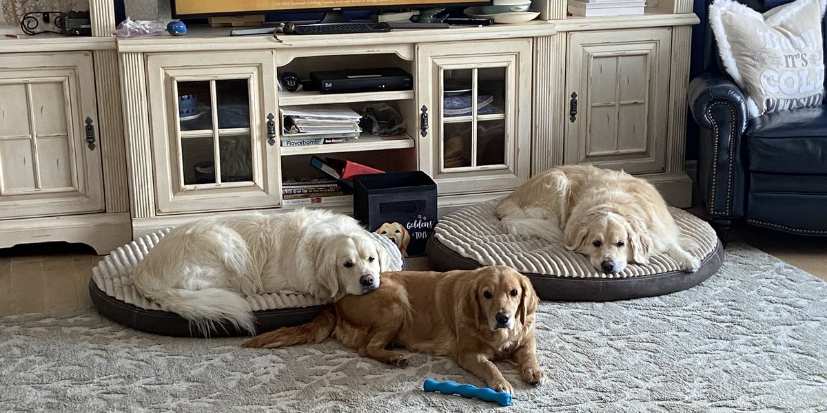 Picard_911's tweet photo. Happy International Dog Day, from Pipi (Blondie), Base Drum (Bailey) and Little C (Cairo - Maple 3766)!!  

#internationaldogday https://t.co/uSEmX1UhYr
