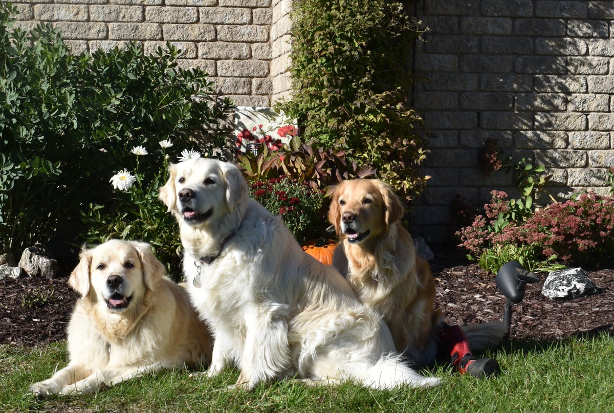 Picard_911's tweet photo. Happy International Dog Day, from Pipi (Blondie), Base Drum (Bailey) and Little C (Cairo - Maple 3766)!!  

#internationaldogday https://t.co/uSEmX1UhYr