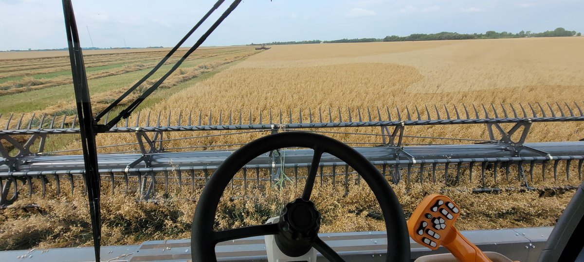 Got to put some seat time in the 9950 Massey I just sold. Look, mom, no hands. It's nice when all the bells and whistles work. You can actually put your hands on your lap and just watch the machine work. Heads are ripe and straw green as grass in most places.