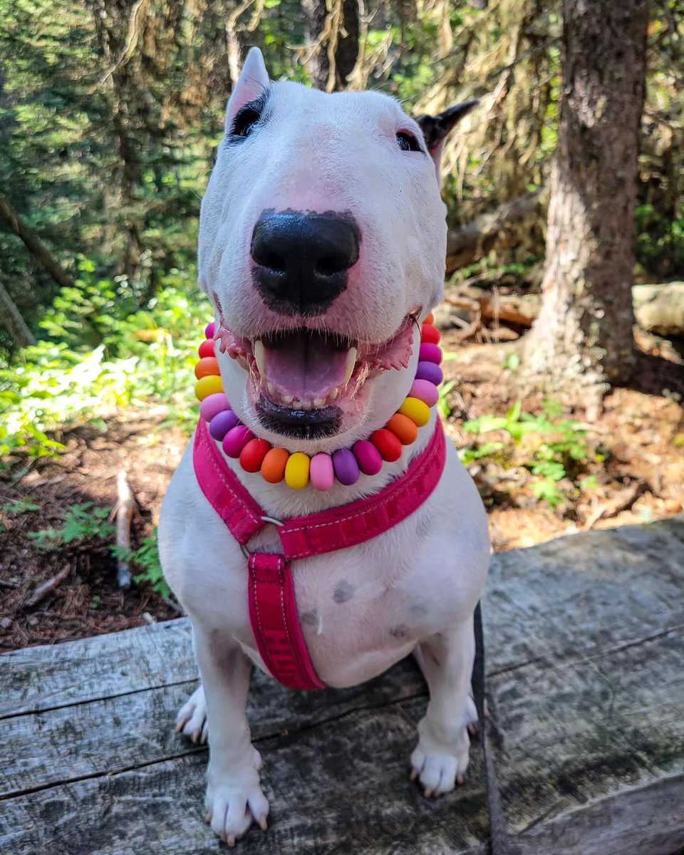 Alberta Parks tweet media