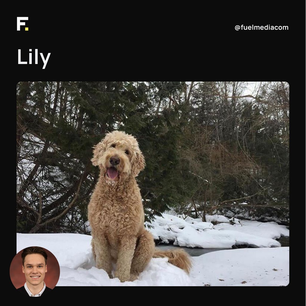 Today, we celebrate our loyal companions who bring joy to our lives every day. Happy Dog Appreciation Day to all the pups out there! 🐶❤️