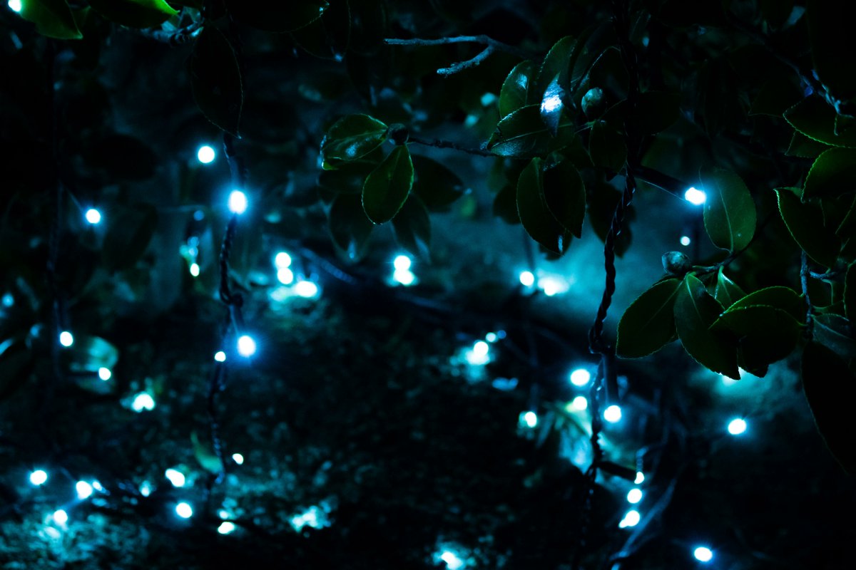 bokeido's tweet photo. 22/11/26
Okayama Winter  Illumination
岡山市
Okayama, Japan https://t.co/6ifpVoLerU