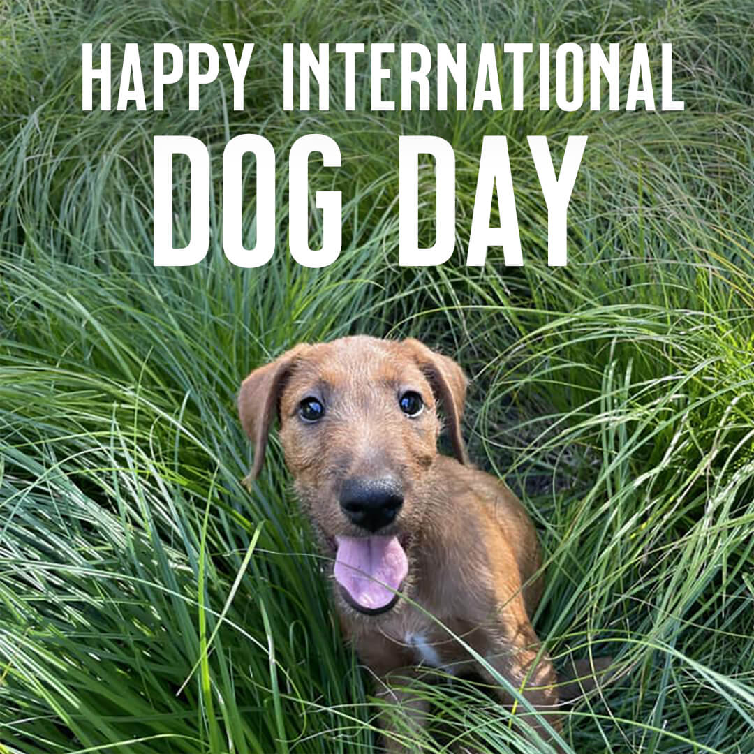 Ariat's tweet photo. Happy International Dog Day! Give your pups a treat (or few) and be sure to share a pic with us using #dogsofariat. https://t.co/q1sg8xIcMM
