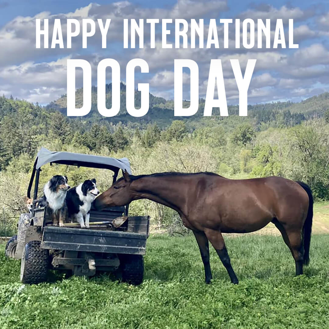 Ariat's tweet photo. Happy International Dog Day! Give your pups a treat (or few) and be sure to share a pic with us using #dogsofariat. https://t.co/q1sg8xIcMM