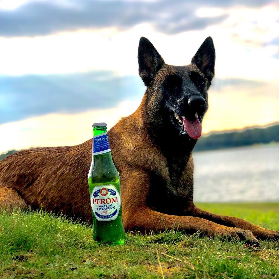 PeroniUSA tweet media