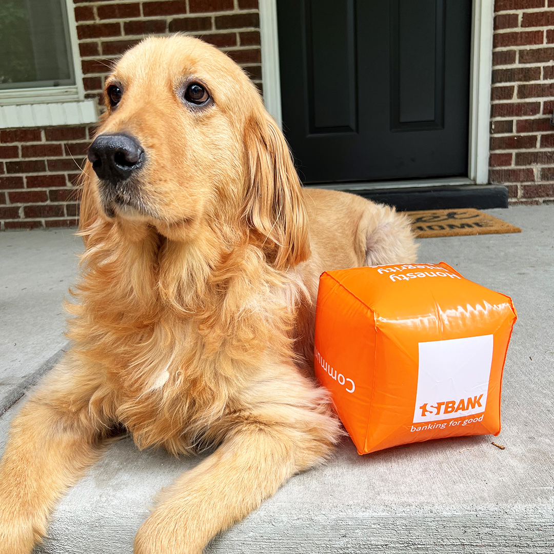 Happy #NationalDogDay! 🐶🧡

Say hello to our marketing department puppers. 👋

#Doggos #DogsOfFirstBank #BarkingForGood #FirstBank