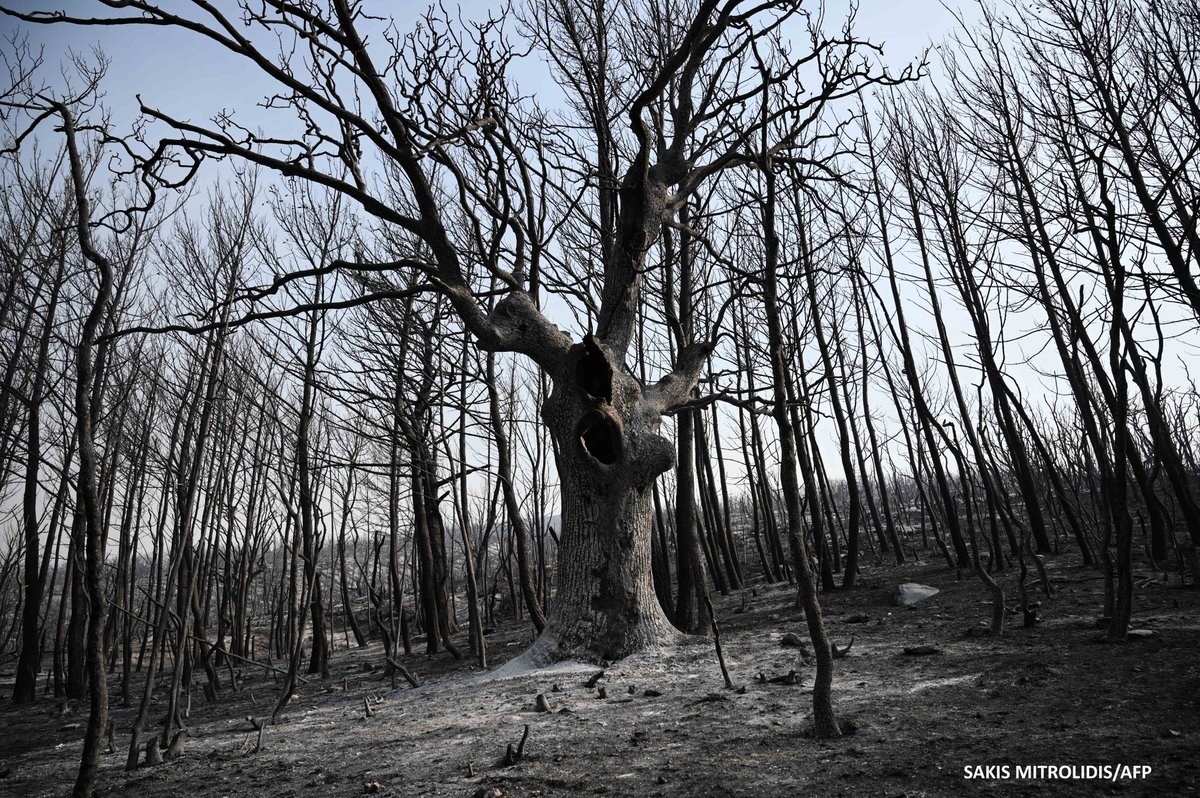 SakisMitrolidis's tweet photo. Evros, wildfire. https://t.co/pJNW9ePjJv