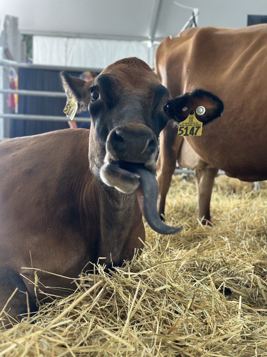 NYAnimalAg's tweet photo. Waiting on more calves to be born like ๐คช #uddermiracles https://t.co/BzaOJf0I7H