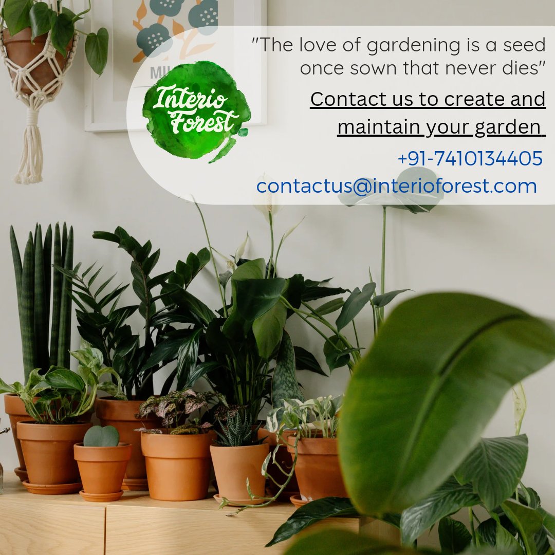 "The love of gardening is a seed once sown that never dies"

#indoorplantsdecor #indoorlandscaping #indoorjungle #indoorplants #instagarden #plantsmakepeoplehappy #greenisthenewtrend #Pune #happycustomer