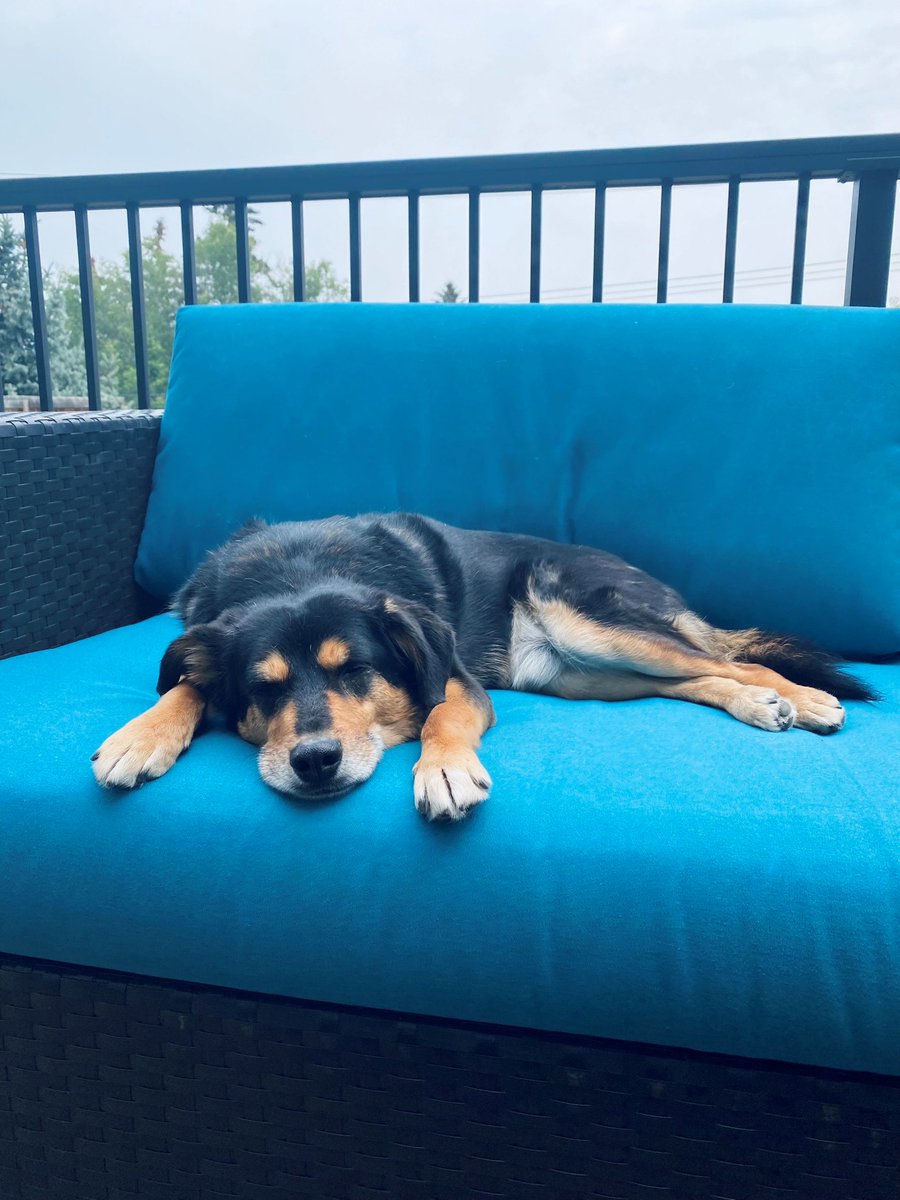 Embracing International Dog Day. Our clients beloved furry companions comfortably at ease as our team crafts flawlessly staged environments. Paws, play, and pure perfection in harmony.