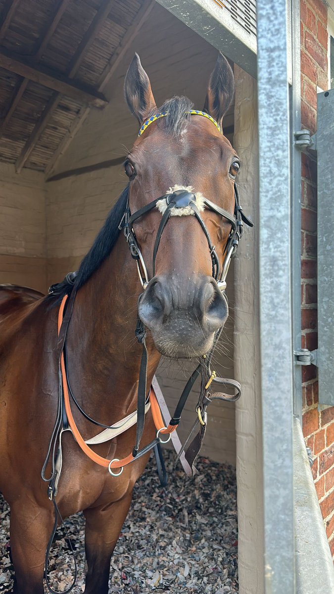JimGoldieRacing's tweet photo. What a run from our stable superstar Euchen Glen,finishing a game 4th in the Ebor under a lovely ride from @PMulrennan @yorkracecourse ! Well done Big Alan! 👏🏻 https://t.co/qbEYPDci8D