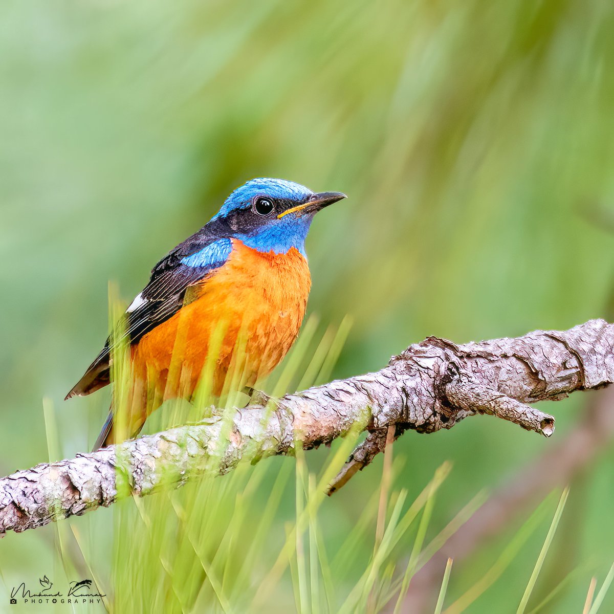 Blue-capped rock thrush
#birding #IndiAves #photography #wildlifephotography #birds #TwitterNatureCommunity #photographylovers #BirdsOfTwitter #IndiAves #TwitterNatureCommunity #BirdTwitter