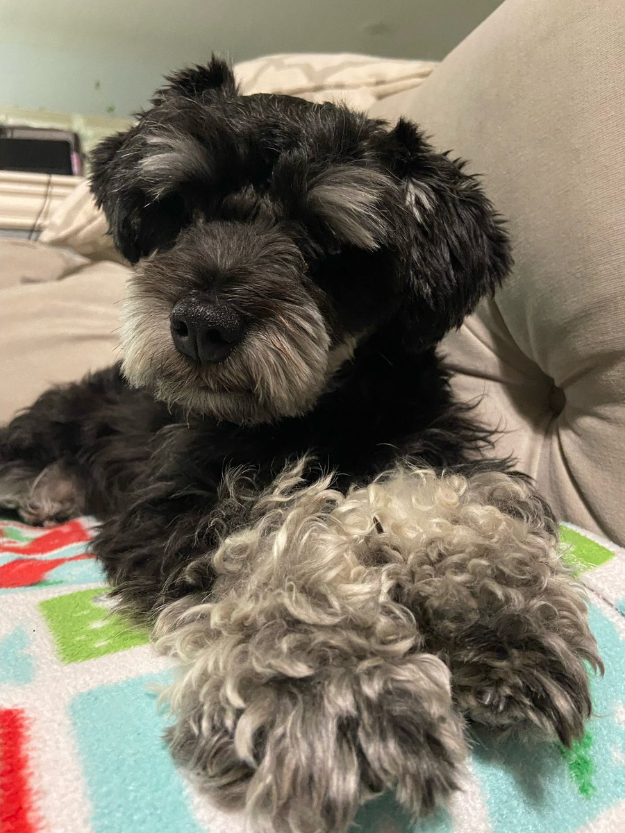 anuragksharma's tweet photo. You might have heard about:

“Every dog has its day” 

Today is the day…. Today is International Dog Day #internationaldogday 
Happy International Dog Day to every dog owner. https://t.co/7RO6zQyVTJ