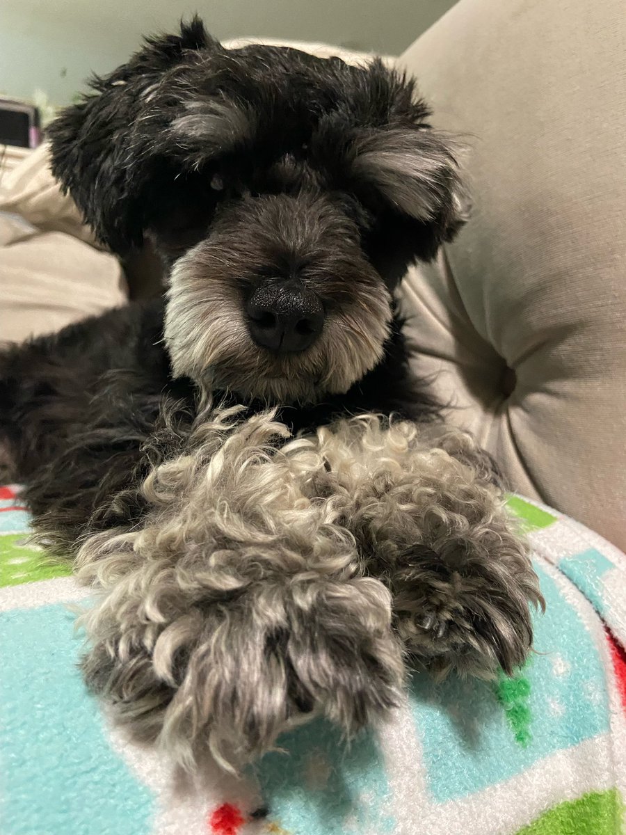anuragksharma's tweet photo. You might have heard about:

“Every dog has its day” 

Today is the day…. Today is International Dog Day #internationaldogday 
Happy International Dog Day to every dog owner. https://t.co/7RO6zQyVTJ