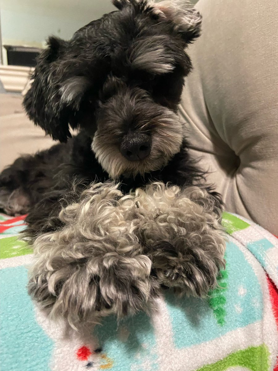 anuragksharma's tweet photo. You might have heard about:

“Every dog has its day” 

Today is the day…. Today is International Dog Day #internationaldogday 
Happy International Dog Day to every dog owner. https://t.co/7RO6zQyVTJ