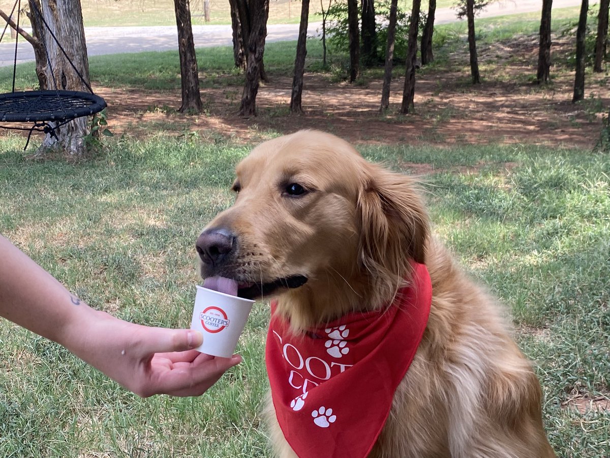This good boi loves some pup cup.
<a href="/scooterscoffee/">Scooter's Coffee</a> #ScootersPupCup