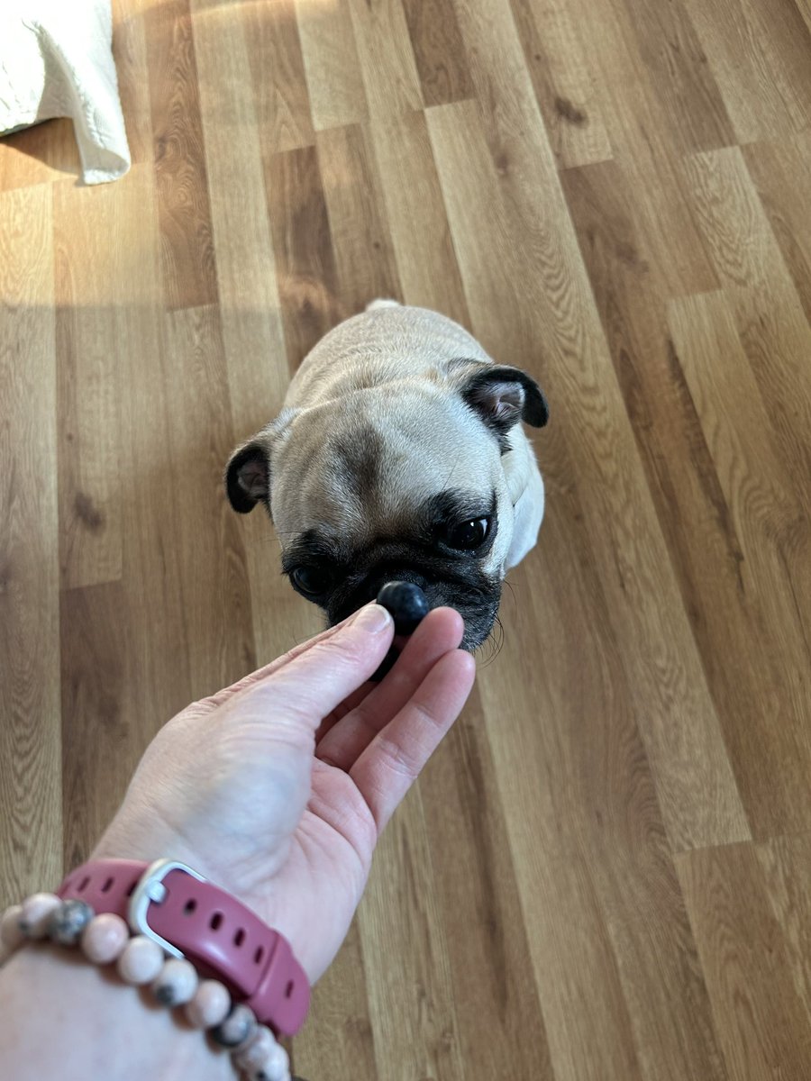 PetuniaMaePug's tweet photo. Good morning ☀️ friends! Helping mum put the groceries away.. she got me some goodies too. 😋 blueberries 🫐 and cucumbers 🥒 Have a pugtastic day sweet friends. 🩷 #pugsoftwitter #dogsoftwitter https://t.co/aKv365uVQ8