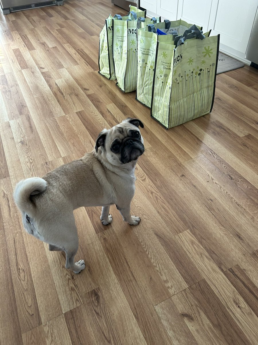 PetuniaMaePug's tweet photo. Good morning ☀️ friends! Helping mum put the groceries away.. she got me some goodies too. 😋 blueberries 🫐 and cucumbers 🥒 Have a pugtastic day sweet friends. 🩷 #pugsoftwitter #dogsoftwitter https://t.co/aKv365uVQ8