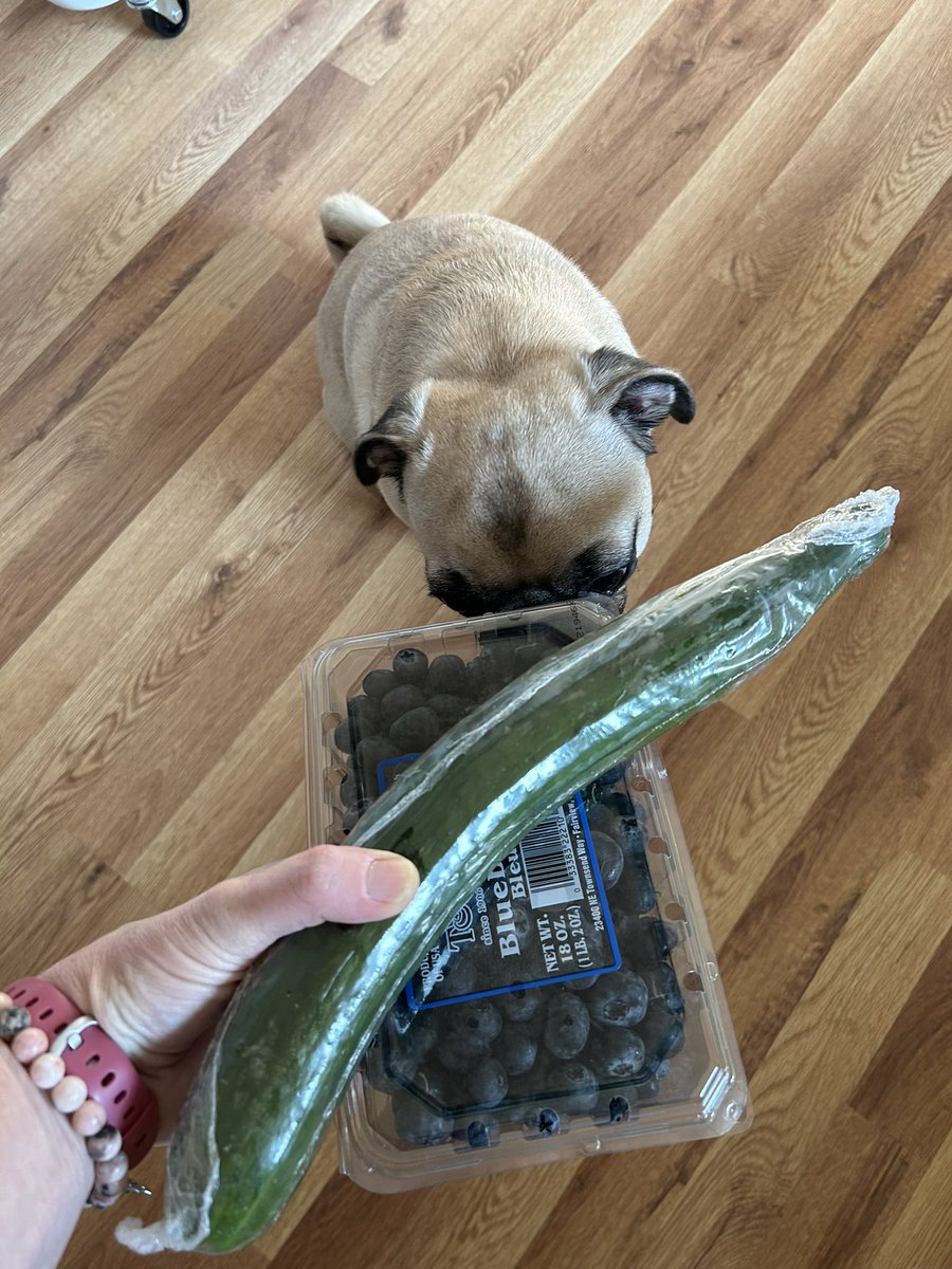 PetuniaMaePug's tweet photo. Good morning ☀️ friends! Helping mum put the groceries away.. she got me some goodies too. 😋 blueberries 🫐 and cucumbers 🥒 Have a pugtastic day sweet friends. 🩷 #pugsoftwitter #dogsoftwitter https://t.co/aKv365uVQ8
