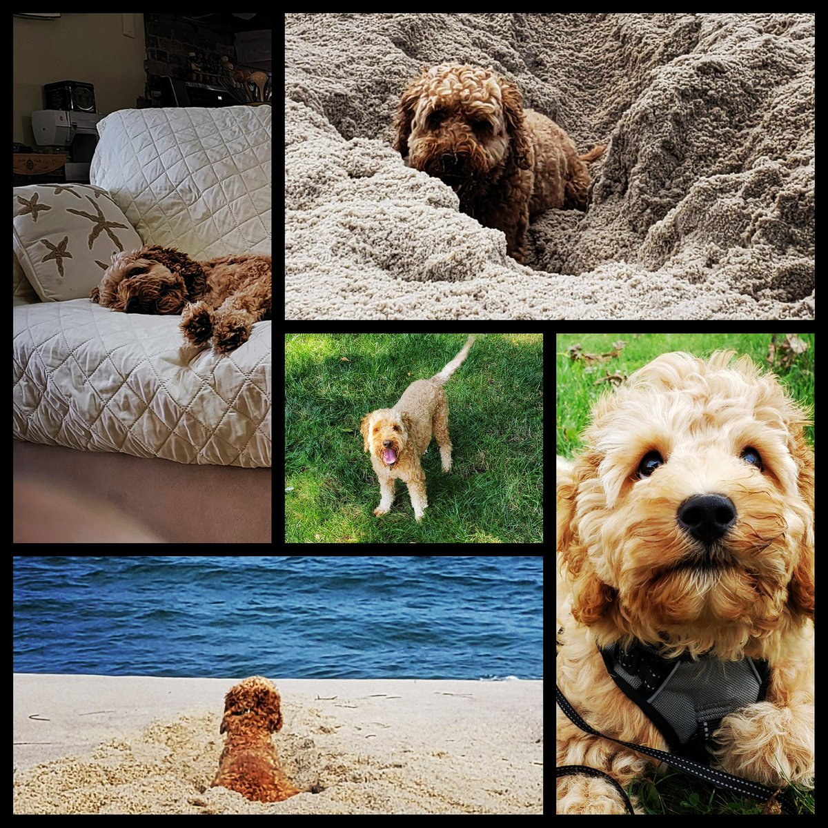 denisewirth1's tweet photo. My Bubbzie Boy. https://t.co/zSzqQSStBs