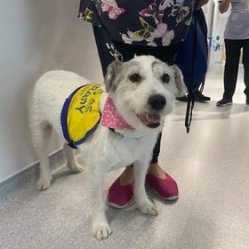 This #internationaldogday we want to thank some of our fabulous (and probably our fluffiest) volunteers: our <a href="/PetsAsTherapyUK/">Pets As Therapy</a> dogs! 🐶

They help calm and reassure our patients, giving company and cuddles when they need it the most. 💙