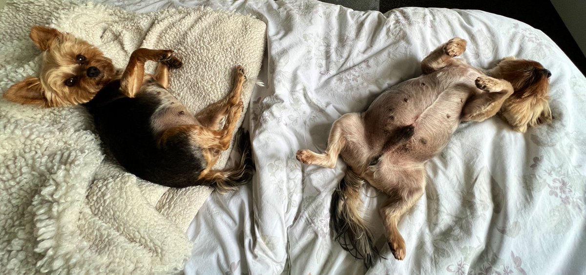 Me and sting are exhausted!! Wat a day! Met King and his Mrs, got made a Lord and all me pals (scrubbed up nicely) came for the day! Best day EVER!!! Need a lay down now but hope you all enjoy the celebrations !! RaaAaAaa #ZZST #ZSHQ