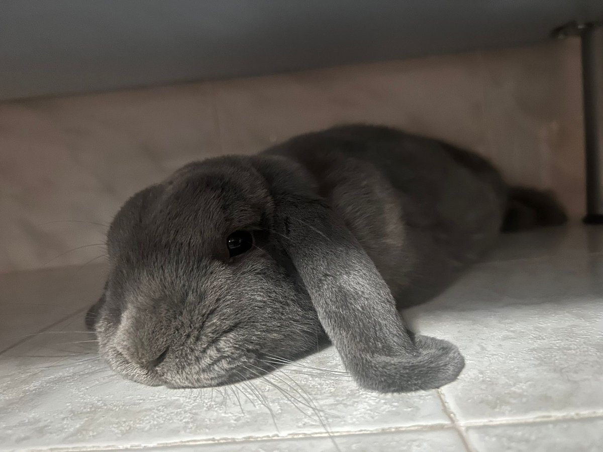 Conoscete qualcuno che possa fare da bunny sitter, al bisogno, tendenzialmente nel weekend? Zona Milano Nord.
Allego foto della pericolosa bestia da sistemare e sfamare