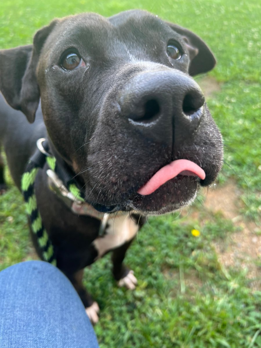 What are you even doing today if you aren't adopting a pet?

A reminder that #CleartheShelters is happening today at our Philadelphia, Danville, Lancaster Center and @MainLineRescue sites.

ALL adoption fees are waived on this day!