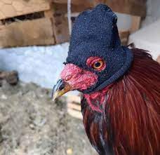 ProfetasPollo's tweet photo. ADEMAS ESTE AÑO TENEMOS UNA NUEVA ESTRELLA: " eL Brayan " COMO NUESTRO NUEVO CM https://t.co/A6chJRuOWU