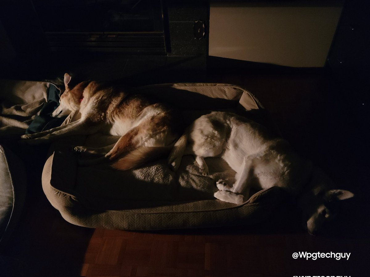 WpgTechGuy's tweet photo. @Phil_Sledge Two of my three girls sharing the bed. https://t.co/kh7PPddkNv