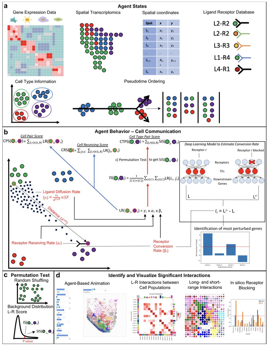 CellAgentChat: Harnessing Agent-Based Modeling in CellAgentChat to Unravel Cell-Cell Interactions from Single-Cell Data biorxiv.org/content/10.110…