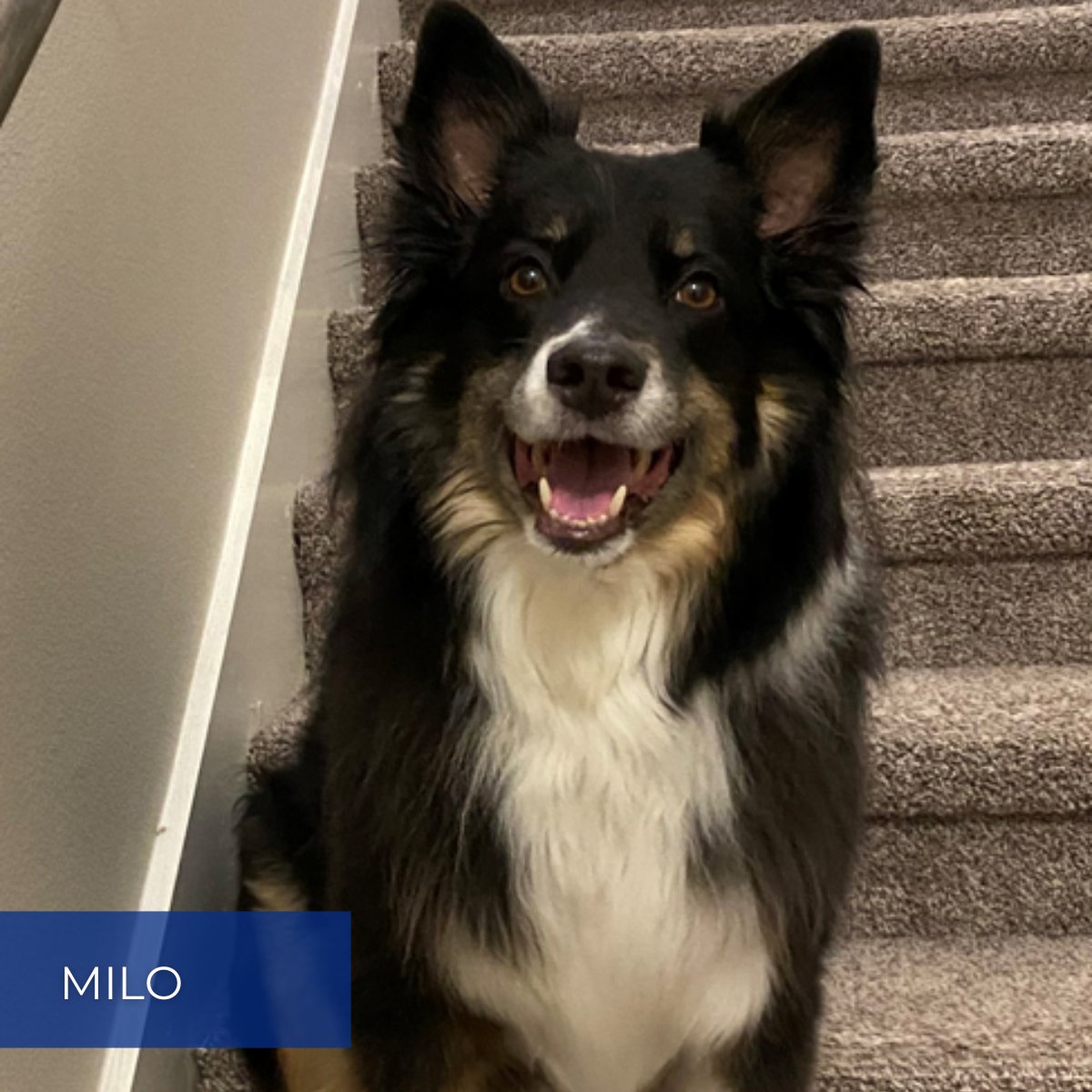 HP_Engineering's tweet photo. At HP Engineering, we're not just a team of #engineers, designers, and creative problem solvers; we're also proud pet parents! On National Dog Day, we want to thank our furry friends who make our workdays brighter and help us excel in serving our clients.

#WeAreHP #1HP #TeamHP https://t.co/nkHukWcfqA