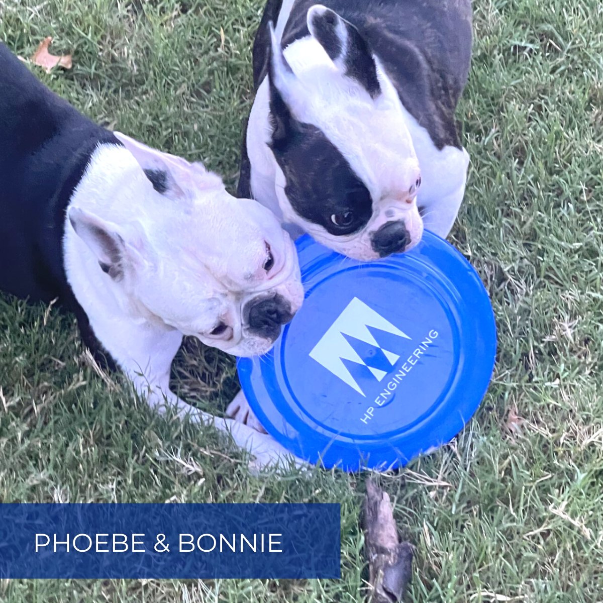 HP_Engineering's tweet photo. At HP Engineering, we're not just a team of #engineers, designers, and creative problem solvers; we're also proud pet parents! On National Dog Day, we want to thank our furry friends who make our workdays brighter and help us excel in serving our clients.

#WeAreHP #1HP #TeamHP https://t.co/nkHukWcfqA