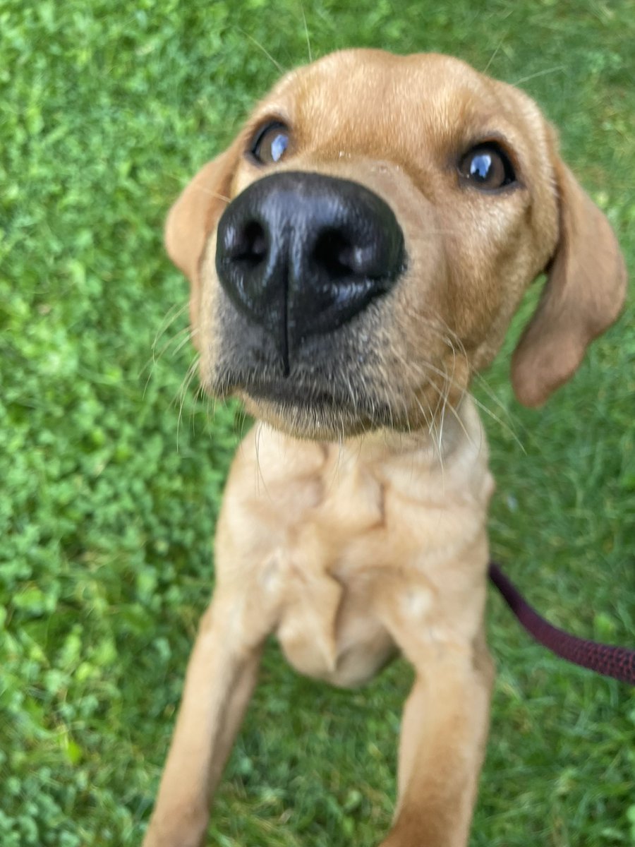 kathrynwild5's tweet photo. #internationaldogsday our two beautiful puppies #redfoxlabrador https://t.co/2bM1DOyule
